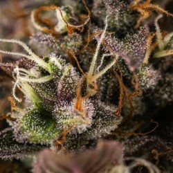 White Widow Auto semi cannabis Royal Queen Seeds