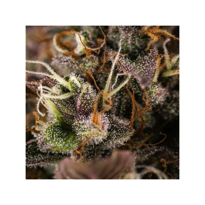 White Widow Auto semi cannabis Royal Queen Seeds