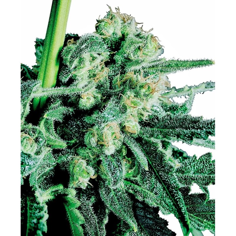 Sensi Skunk Regolare semi Sensi Seeds
