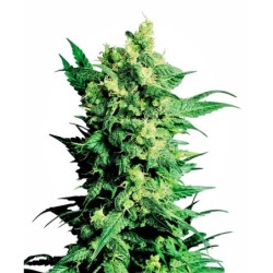 Shiva Shanti II Regolare semi Sensi Seeds