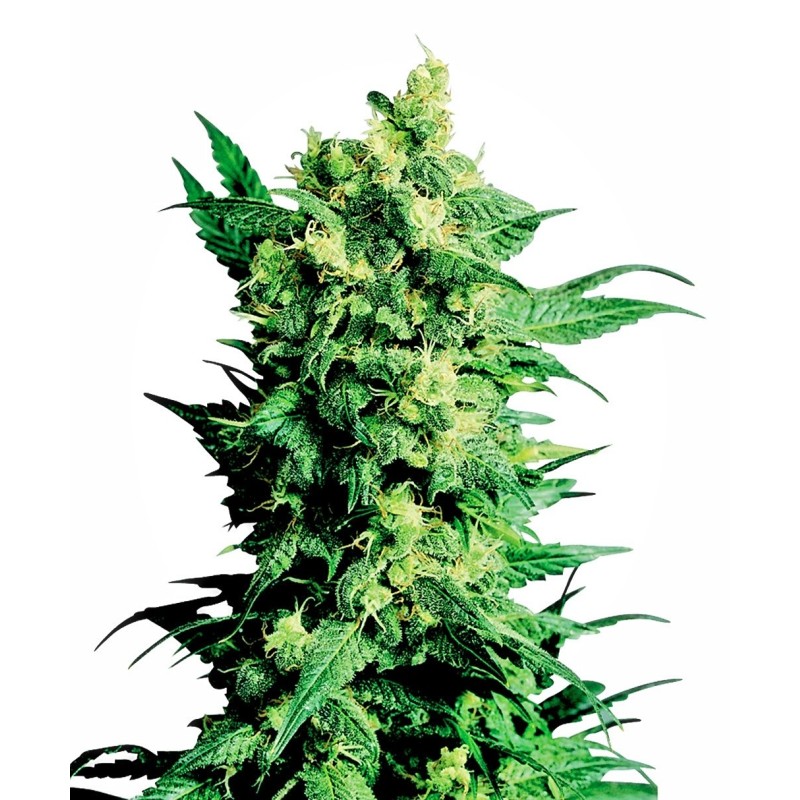 Shiva Shanti II Regolare semi Sensi Seeds