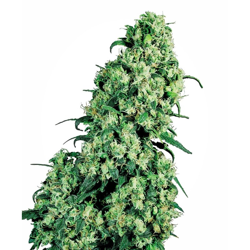 Skunk numero 1 Regolare semi Sensi Seeds