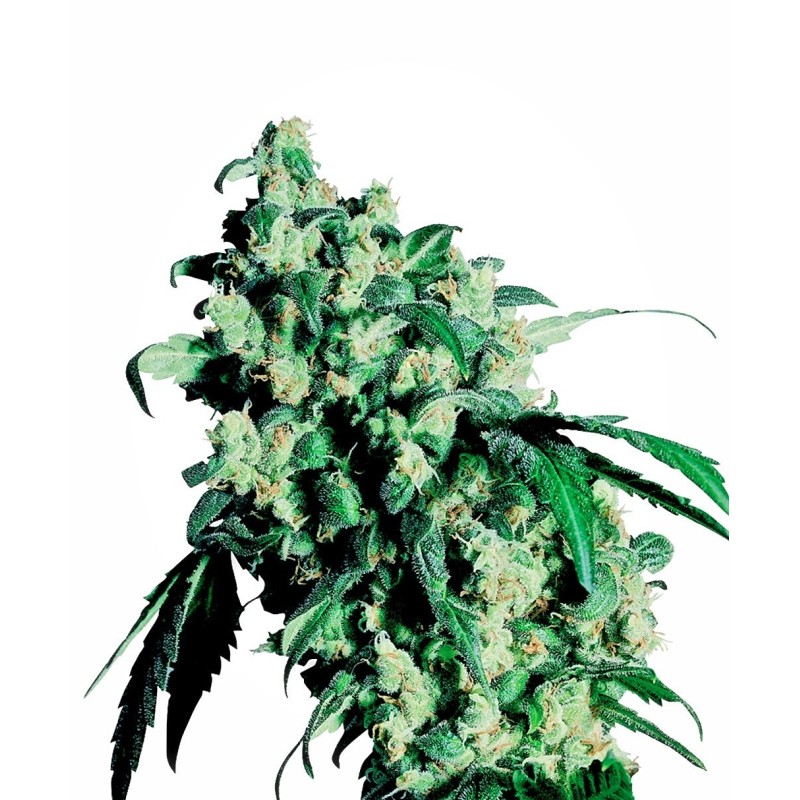Super Skunk Regolare semi Sensi Seeds