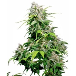 California Indica Regolare semi Sensi Seeds