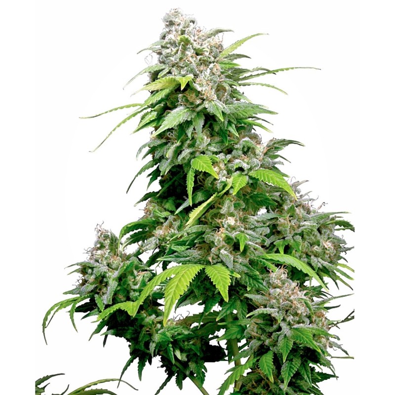 California Indica Regolare semi Sensi Seeds