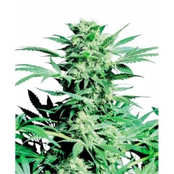 Shiva Skunk Regolare semi Sensi Seeds