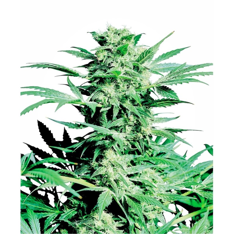 Shiva Skunk Regolare semi Sensi Seeds