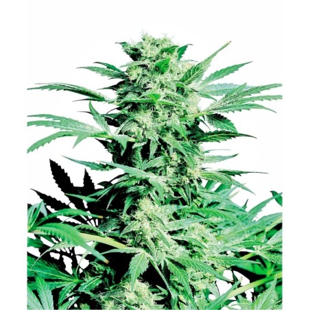 Shiva Skunk Regolare semi Sensi Seeds