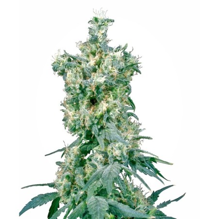 American Dream Regolare semi Sensi Seeds