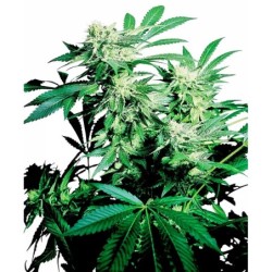 Skunk Kush Regolare semi Sensi Seeds