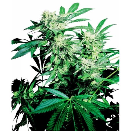 Skunk Kush Regolare semi Sensi Seeds
