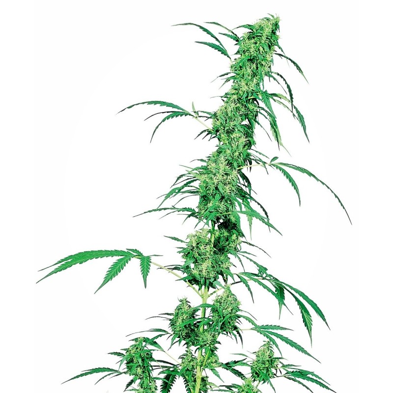 Fruity Juice Regolare semi Sensi Seeds