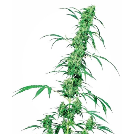 Fruity Juice Regolare semi Sensi Seeds