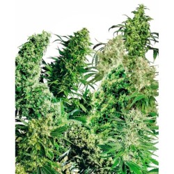 Indoor Mix Regolare semi Sensi Seeds