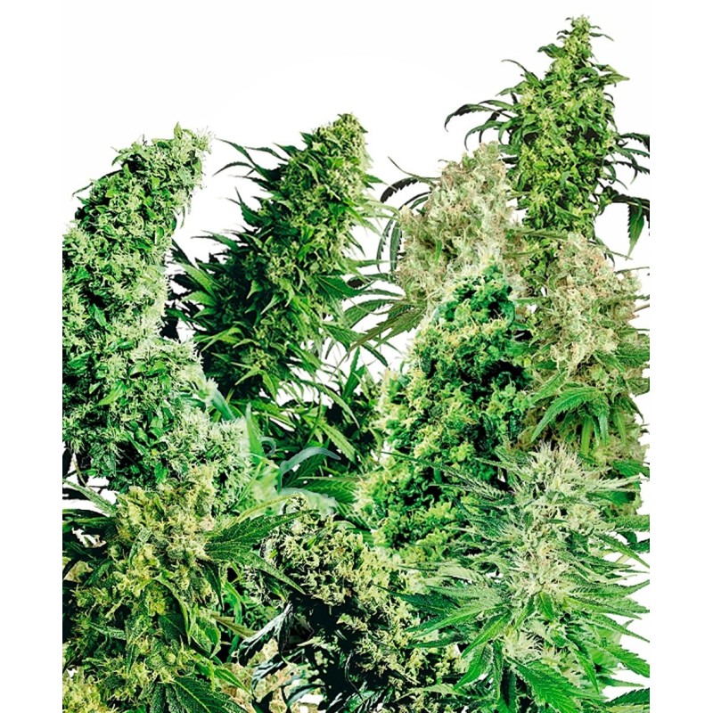 Indoor Mix Regolare semi Sensi Seeds
