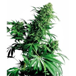 Shiva Shanti Regolare semi Sensi Seeds