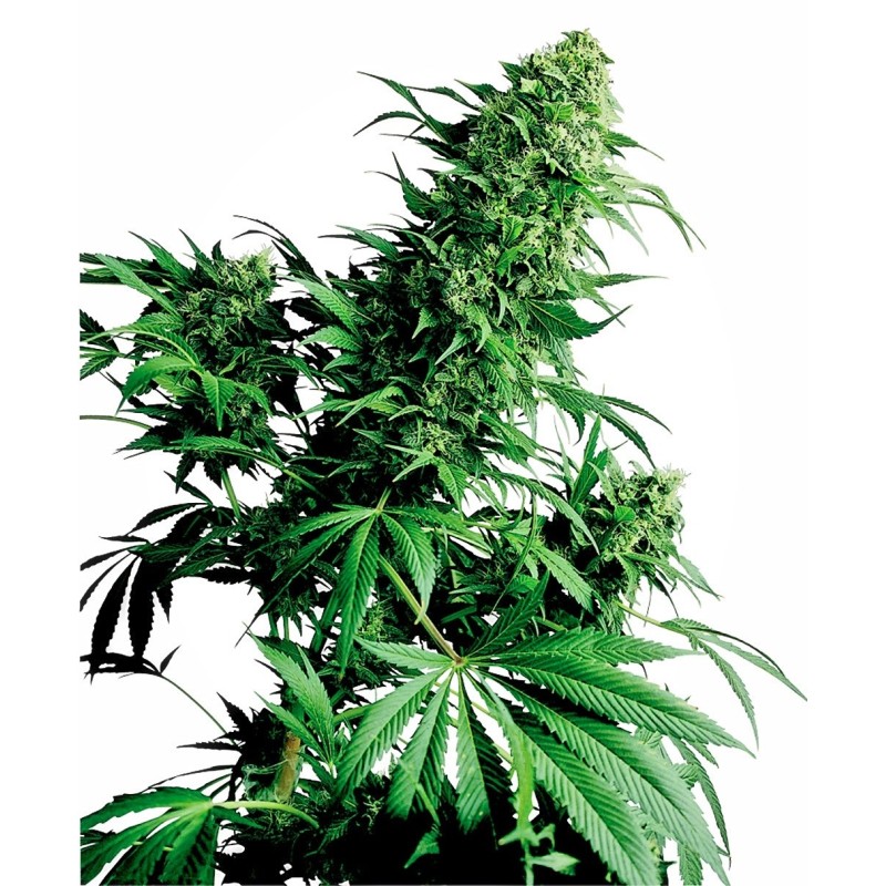 Shiva Shanti Regolare semi Sensi Seeds