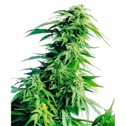 Hindu Kush Regolare semi Sensi Seeds