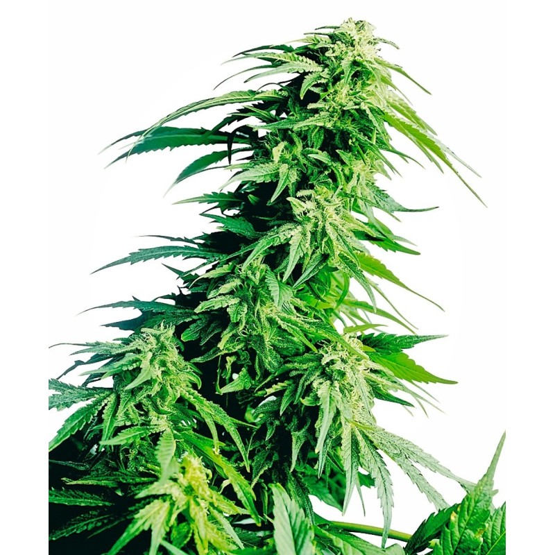 Hindu Kush Regolare semi Sensi Seeds