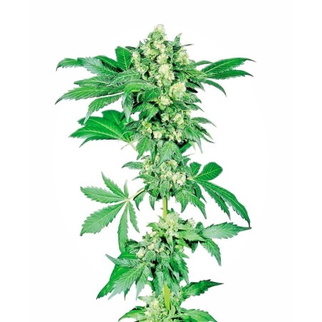 Afghani numero 1 Regolare semi Sensi Seeds