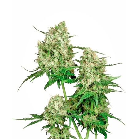 Maple Leaf Indica Regolare semi Sensi Seeds