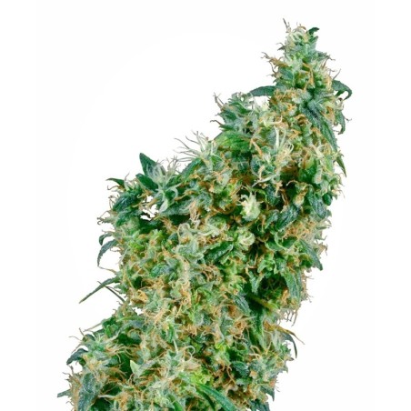 First Lady Regolare semi Sensi Seeds