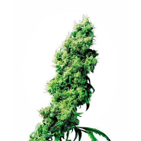 Four Way Regolare semi Sensi Seeds