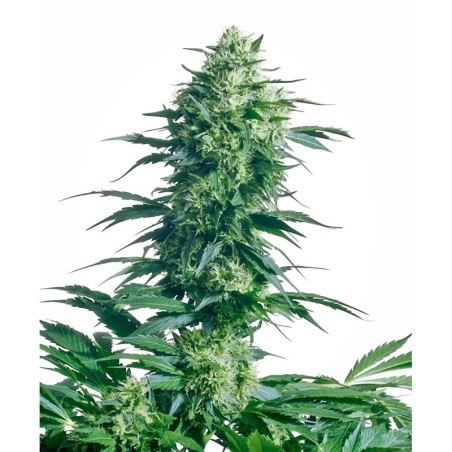 Mother's Finest Regolare semi Sensi Seeds