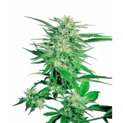 Big Bud Regolare semi Sensi Seeds