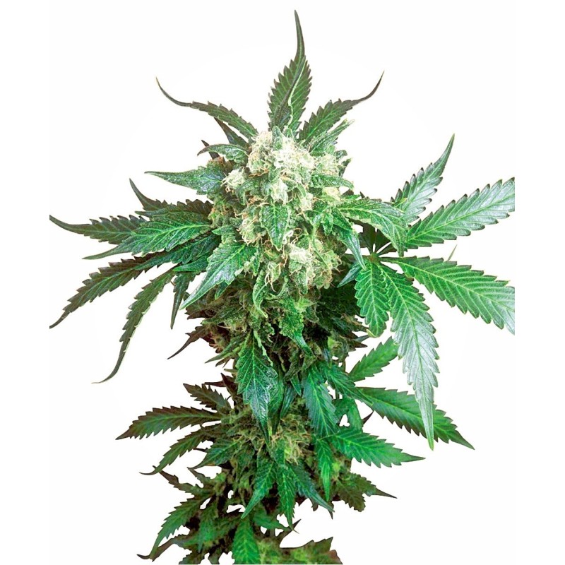 Black Domina Regolare semi Sensi Seeds
