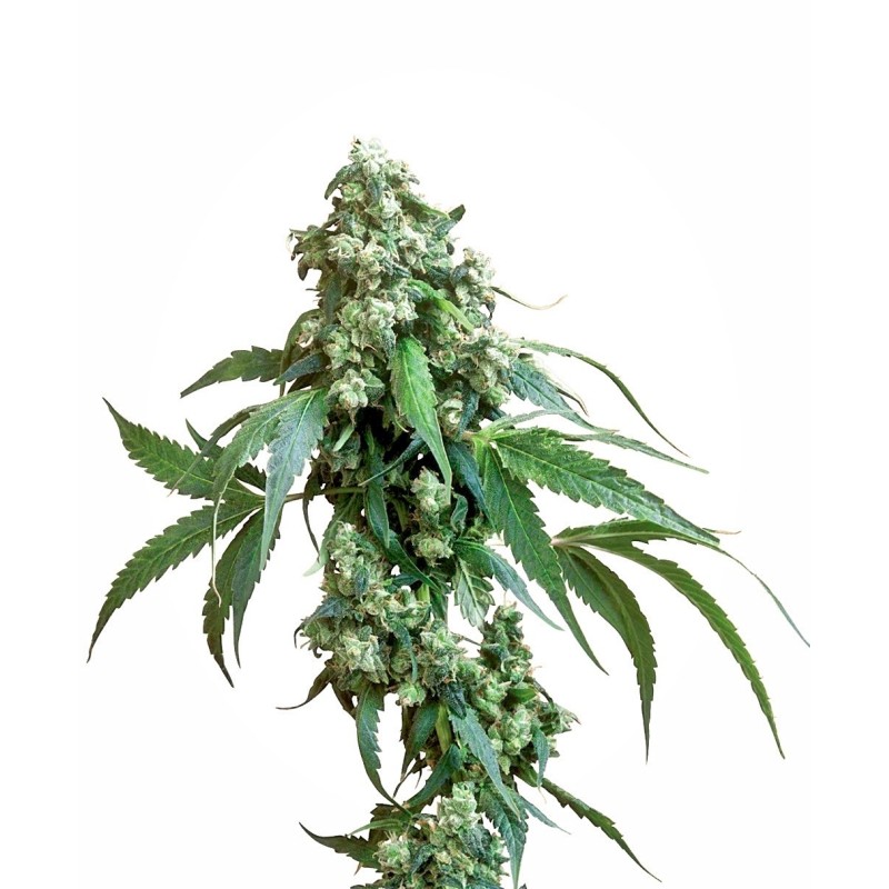 Jack Flash Regolare semi Sensi Seeds