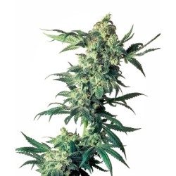 Northern Lights Regolare semi Sensi Seeds