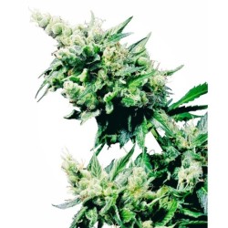 Hash Plant Regolare semi Sensi Seeds