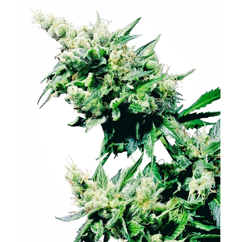 Hash Plant Regolare semi Sensi Seeds