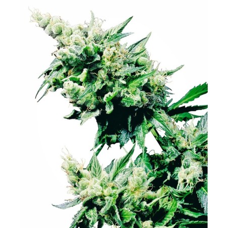 Hash Plant Regolare semi Sensi Seeds