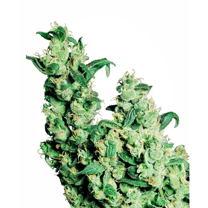 Jack Herer Regolare semi Sensi Seeds
