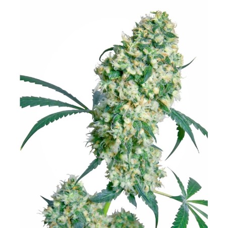 Ed Rosenthal Super Bud Regolare semi Sensi Seeds