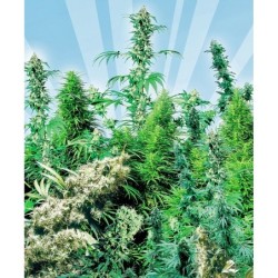 Outdoor Mix Regolare semi Sensi Seeds