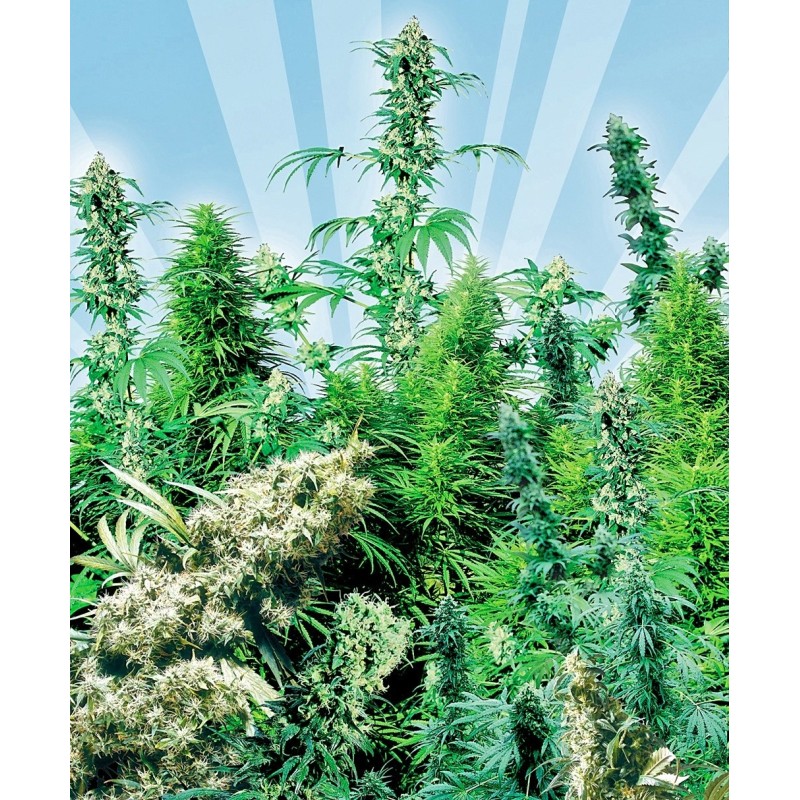 Outdoor Mix Regolare semi Sensi Seeds