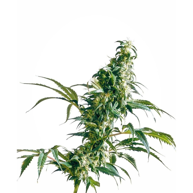 Mexican Sativa Regolare semi Sensi Seeds