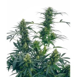 Guerrilla's Gusto Regolare semi Sensi Seeds
