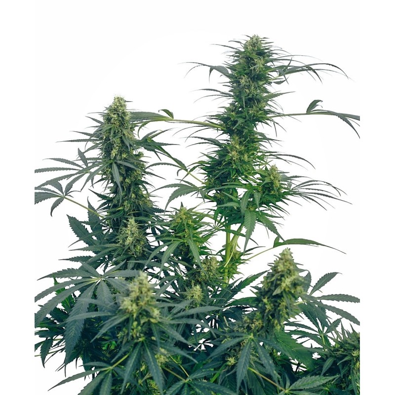 Guerrilla's Gusto Regolare semi Sensi Seeds