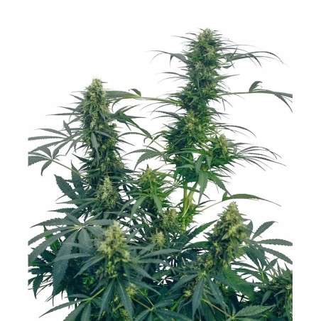 Guerrilla's Gusto Regolare semi Sensi Seeds
