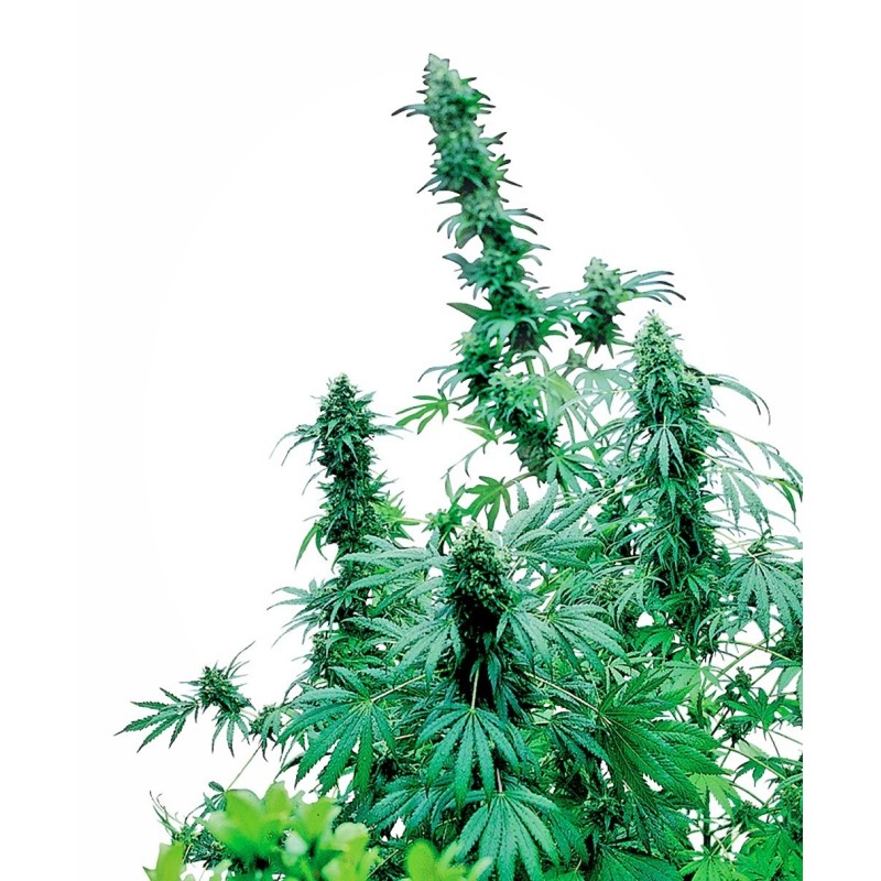 Early Skunk Regolare semi Sensi Seeds