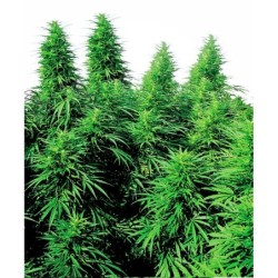 Ruderalis Skunk Regolare semi Sensi Seeds