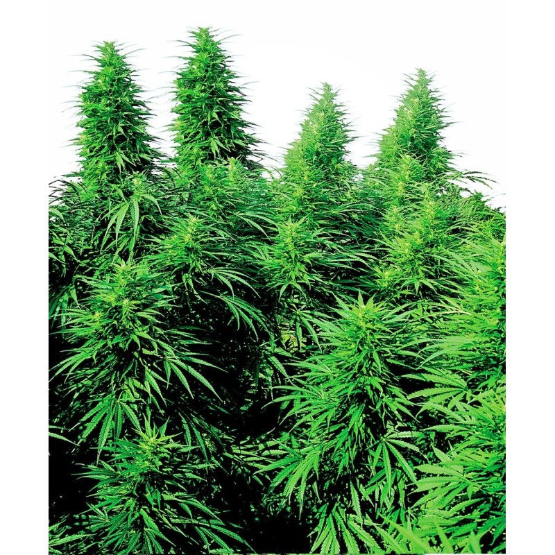 Ruderalis Skunk Regolare semi Sensi Seeds