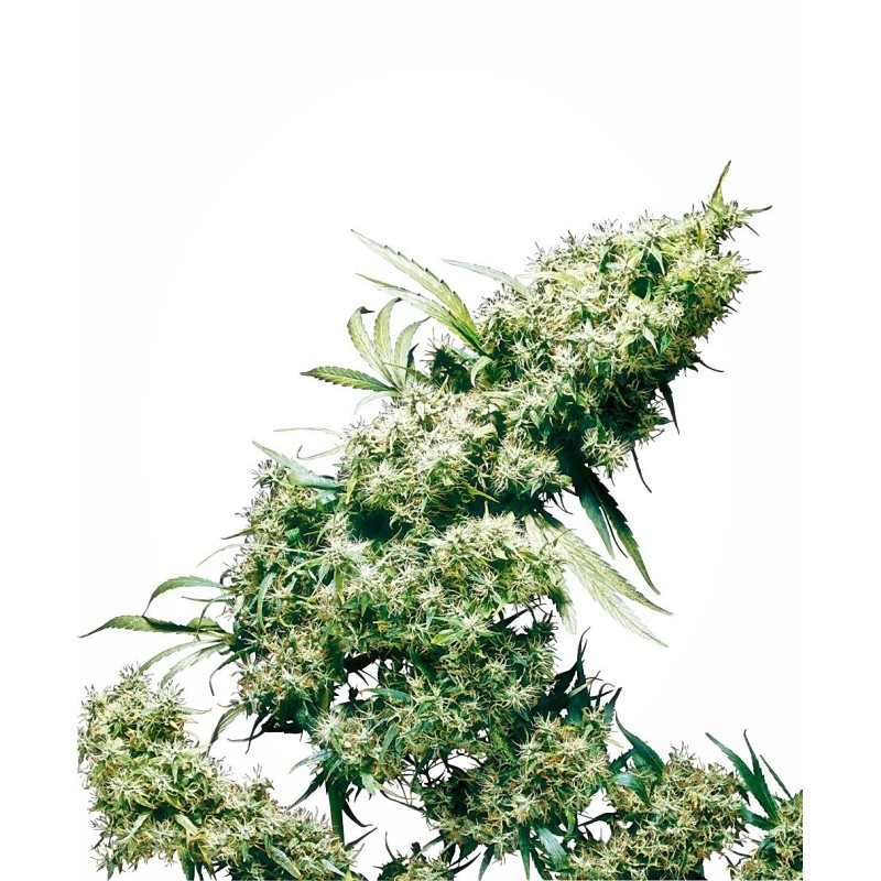 Jamaican Pearl Regolare semi Sensi Seeds