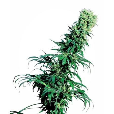 Early Pearl Regolare semi Sensi Seeds