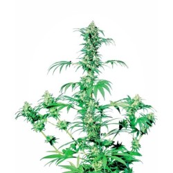 Early Girl Regolare semi Sensi Seeds