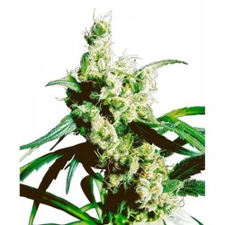 Silver Haze Regolare semi Sensi Seeds